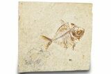 Cretaceous Fossil Fish (Pharmacichthys) - Lebanon #248328-1